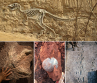 《地球的历史——化石与地层》教学过程