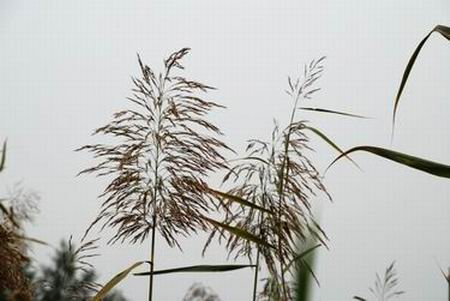 芦花4.jpg
