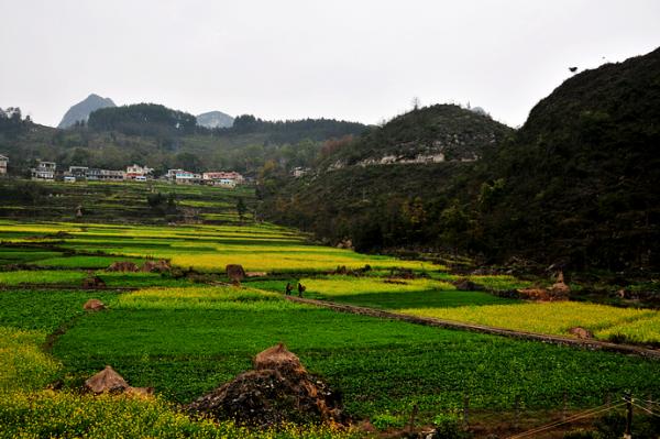 贵州兴义 油菜花