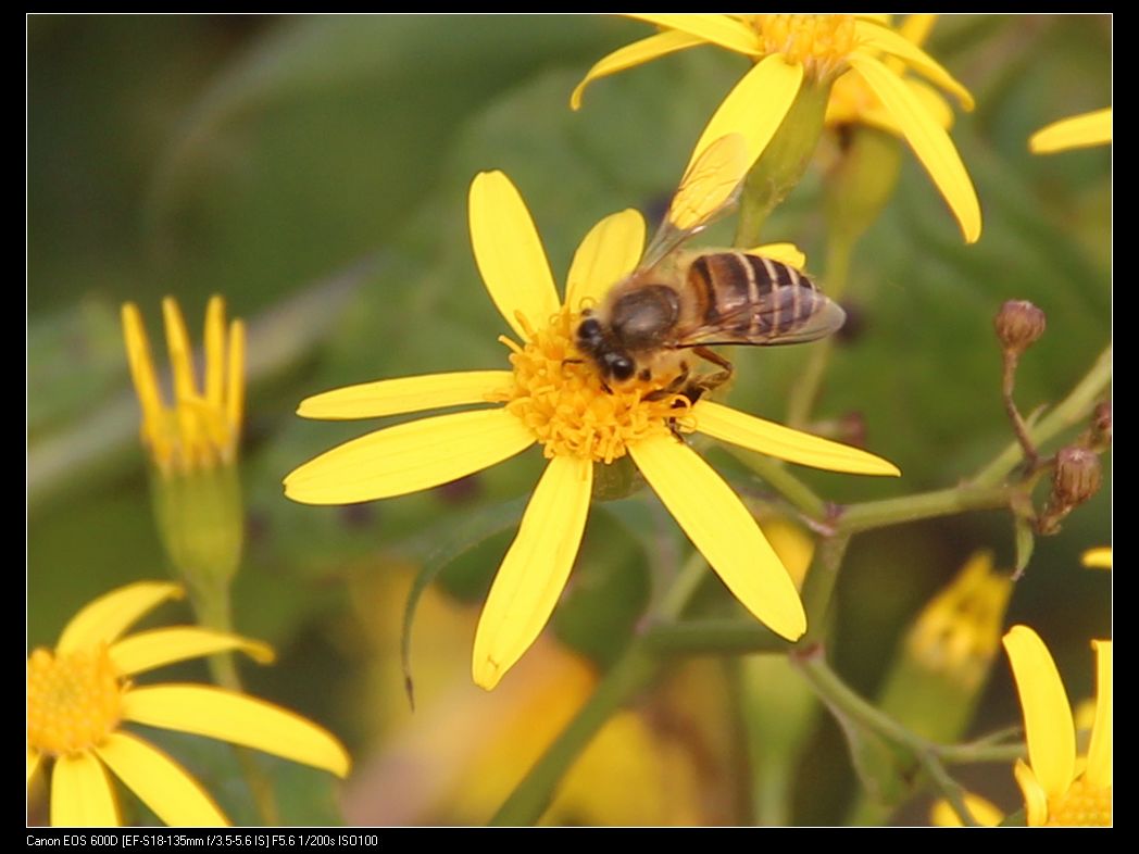 忙碌的蜜蜂2.jpg