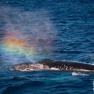 座头鲸向南极洲海域迁徙