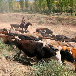 新疆阿勒泰近300万头只牲畜开始秋季转场