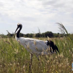 吉林通榆向海湿地成为白头鹤的栖息天堂