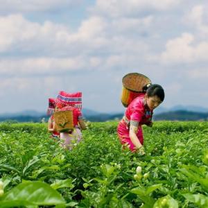 高考文综“飘”花香　横县花茶热全国